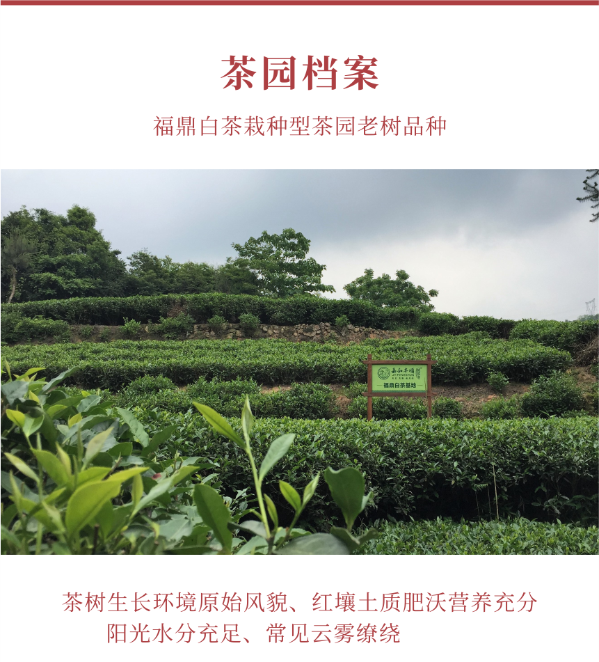 匠心-18秋露華香-10-1.png