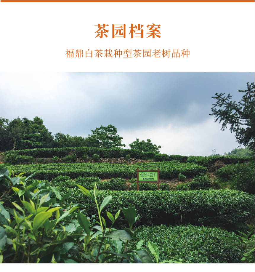 匠心-15疊翠流金-10-1.png