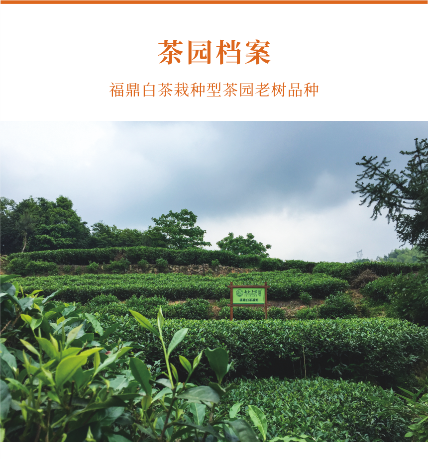 匠心-08疊翠流金-10-1.png