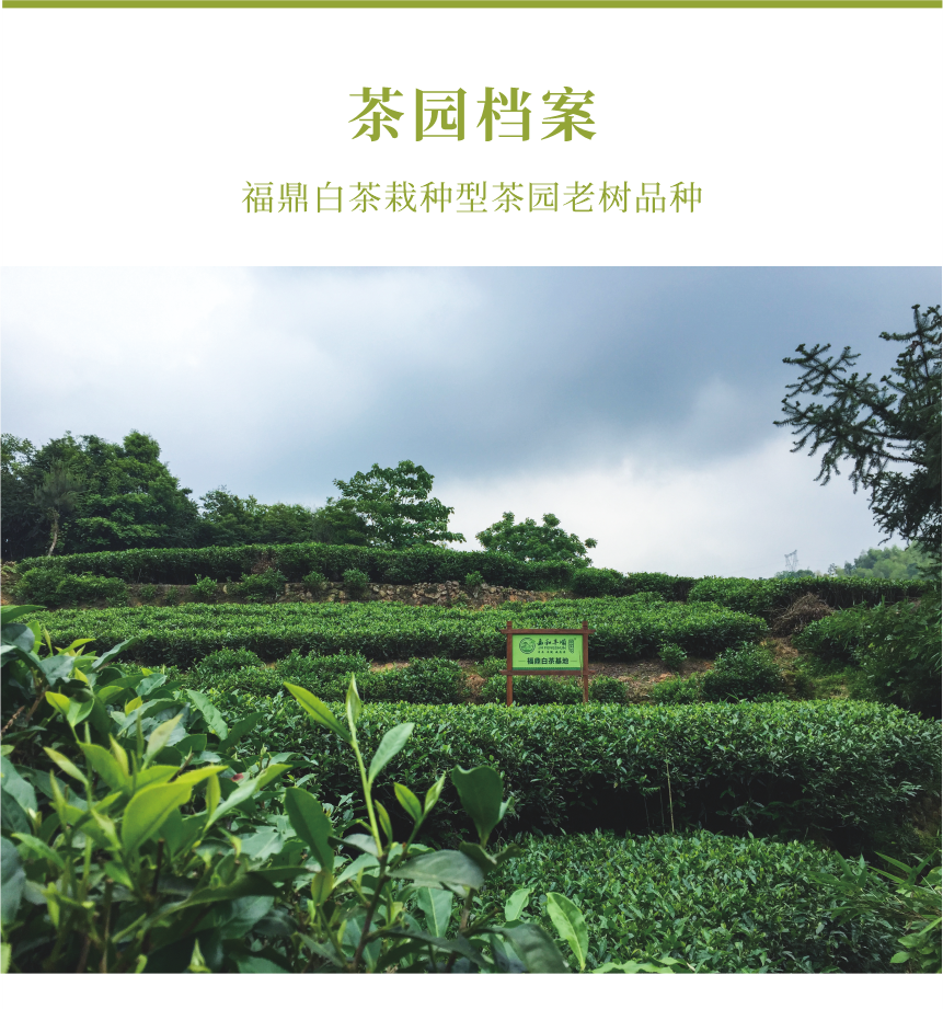 匠心-15春山疏韻-10-1.png