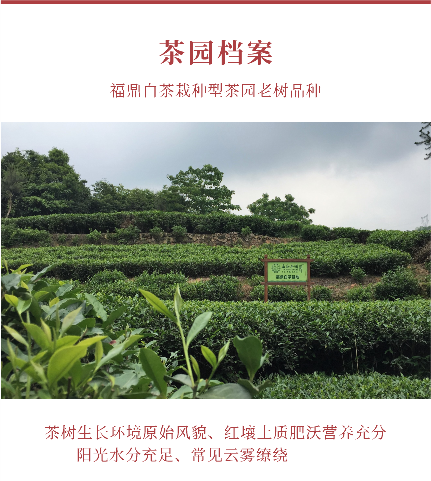 匠心-10秋露華香-10-1.png