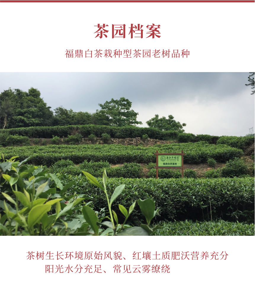 匠心-16秋露華香-10-1.png