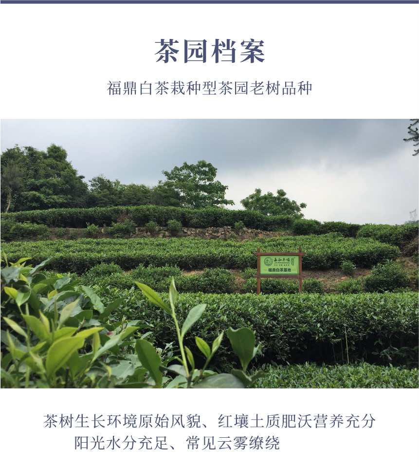 國(guó)禮-16天成國(guó)色-10-1.png