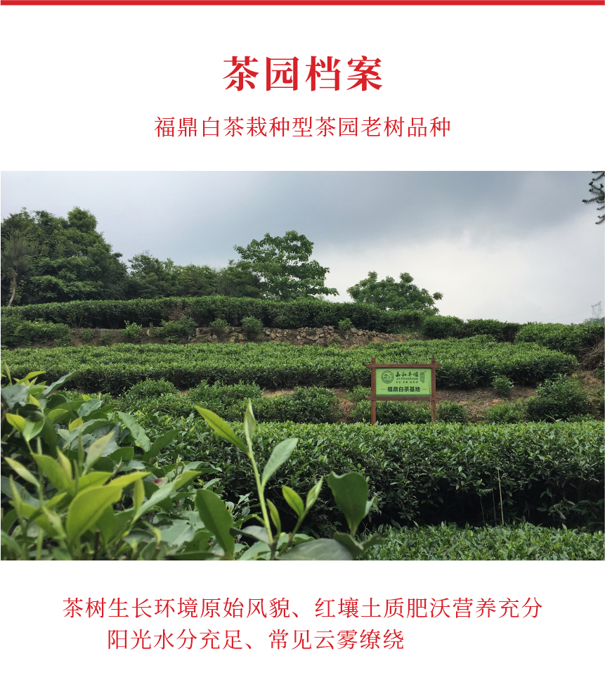 國禮-15至尊鳳毫-10-1.png