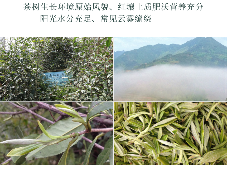 野山-18幽谷流芳-10-2.png