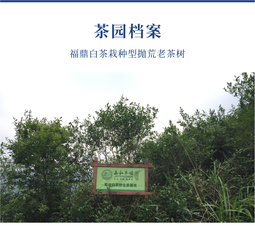 野山-15至尊鳳毫-10-1.png
