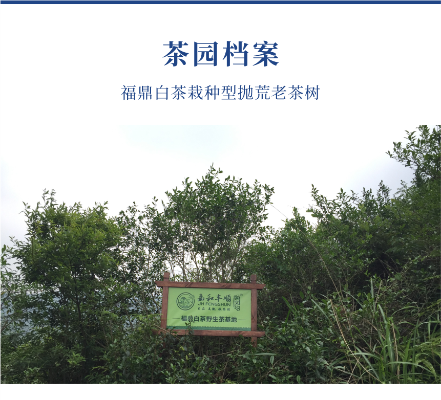 傳世-17至尊鳳毫-10-1.png