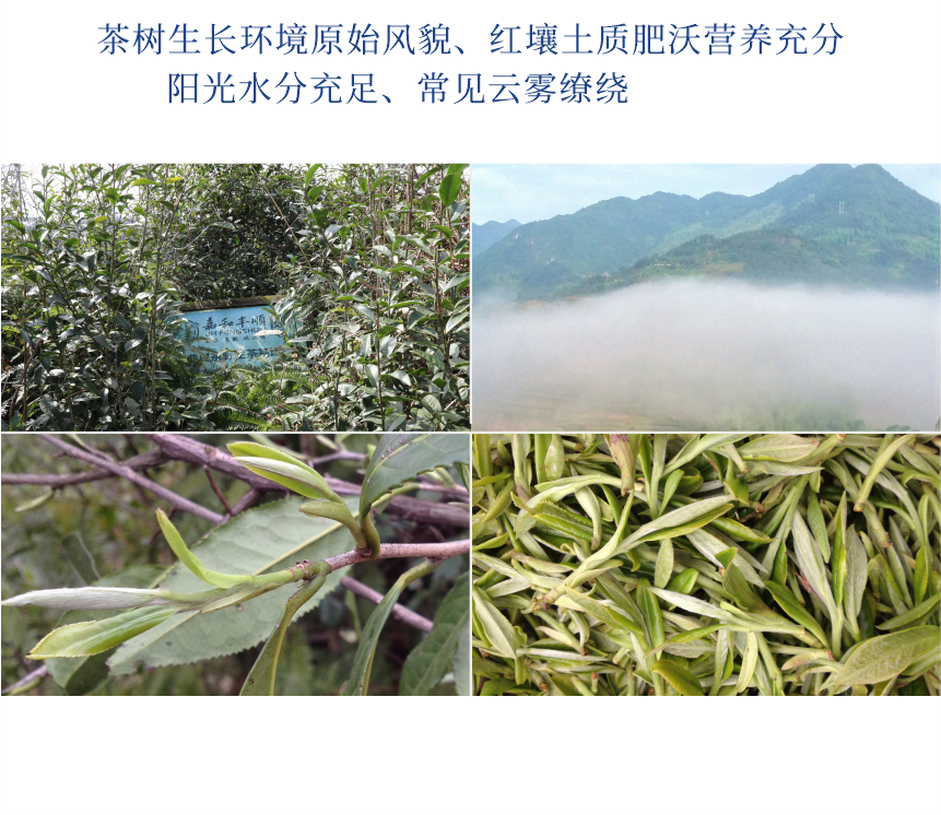傳世-17至尊鳳毫-10-2.png