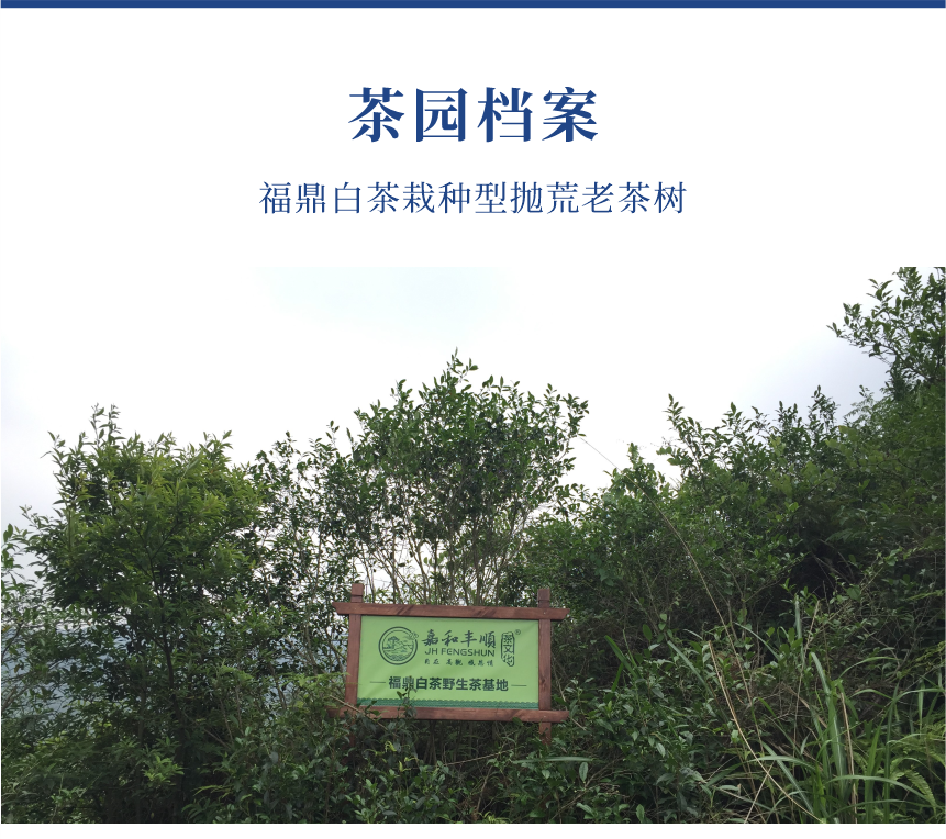 傳世-19至尊鳳毫-10-1.png
