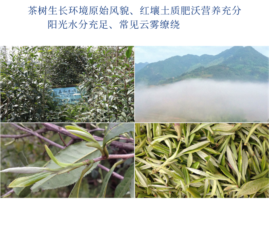 傳世-23至尊鳳毫-10-2.png