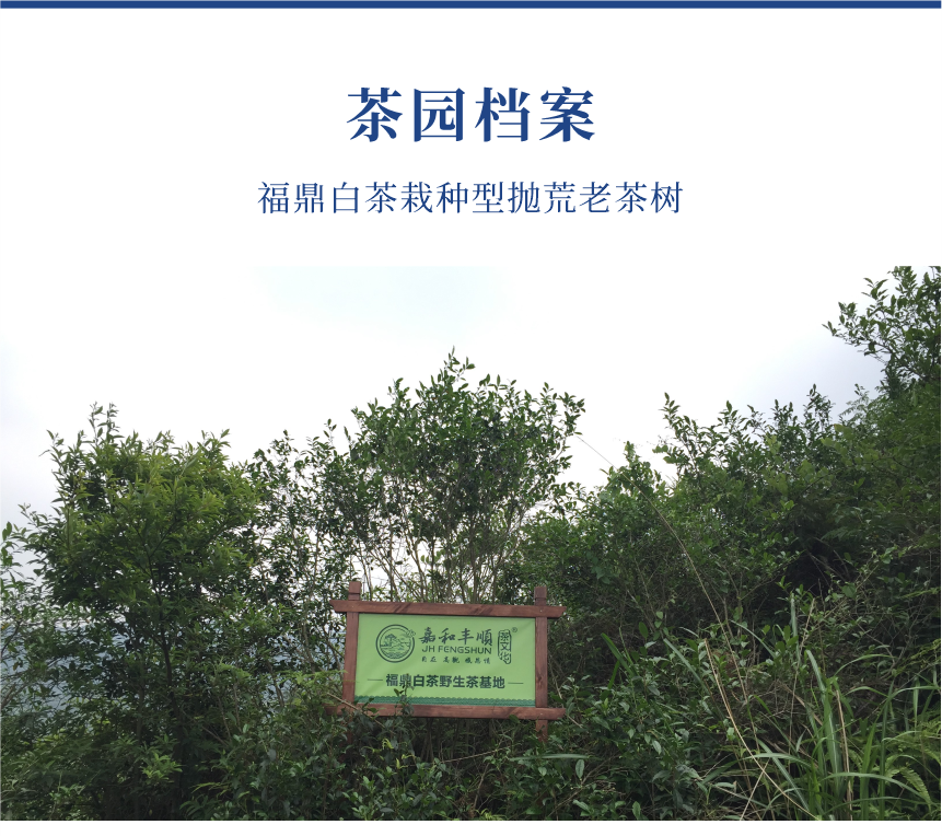 傳世-21至尊鳳毫-10-1.png