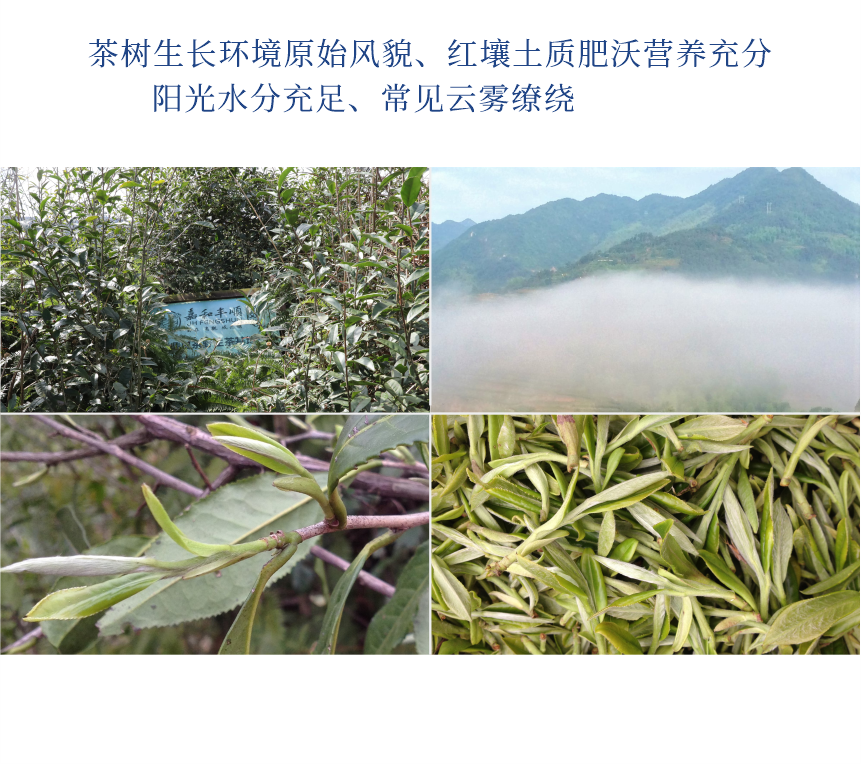 傳世-21至尊鳳毫-10-2.png