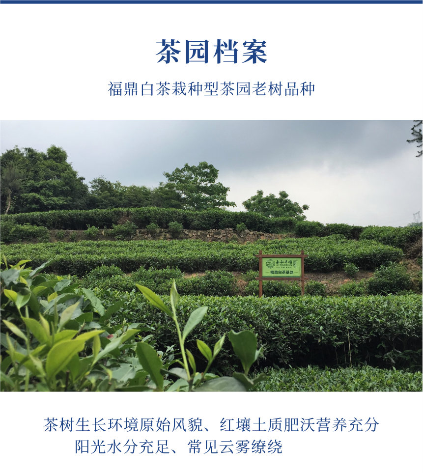 匠心-23至尊鳳毫-10-1.png