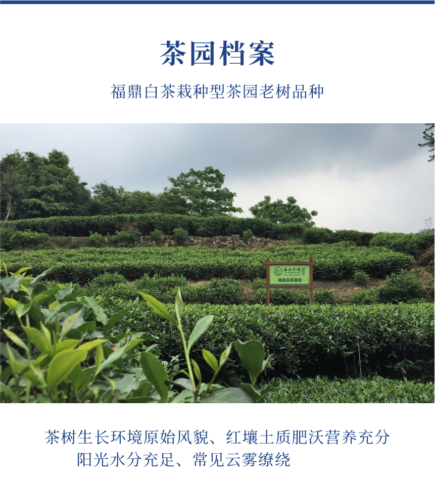 匠心-22至尊鳳毫-典藏裝-10-1.png