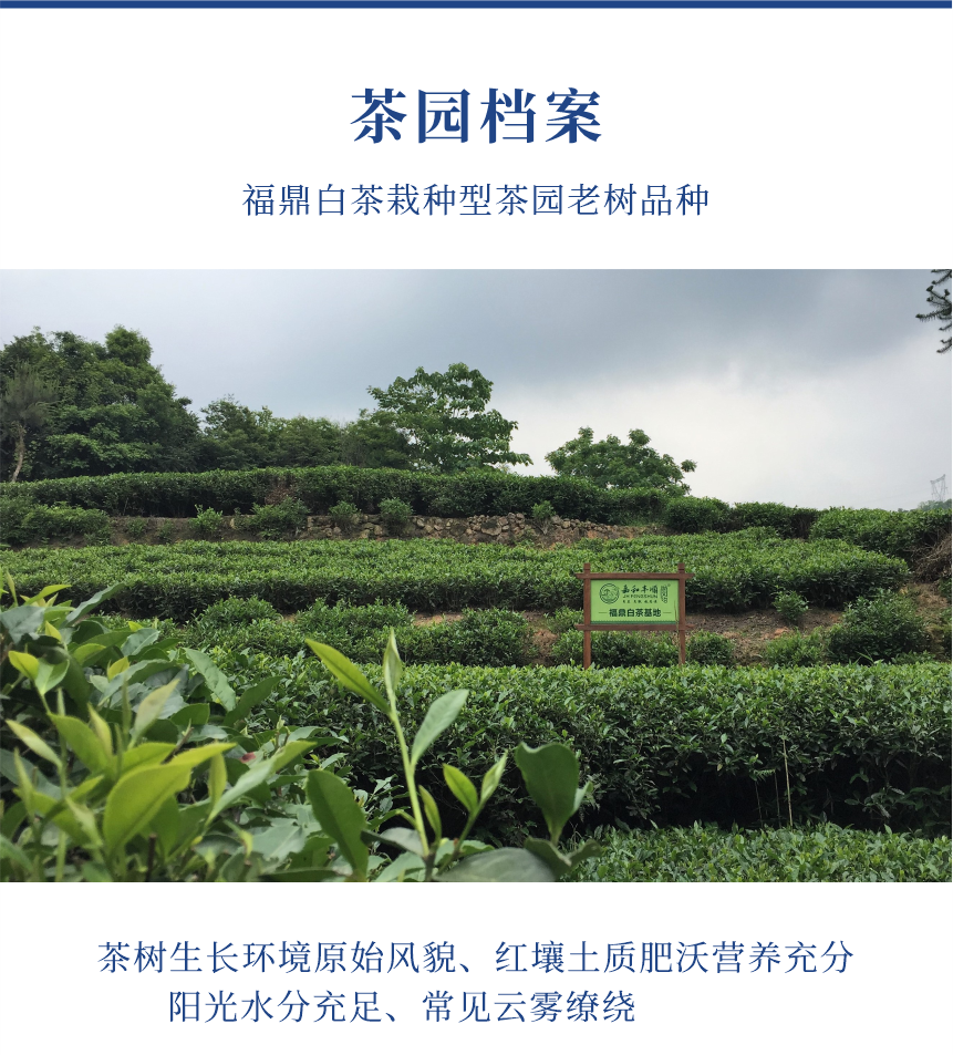 匠心-21至尊鳳毫-10-1.png