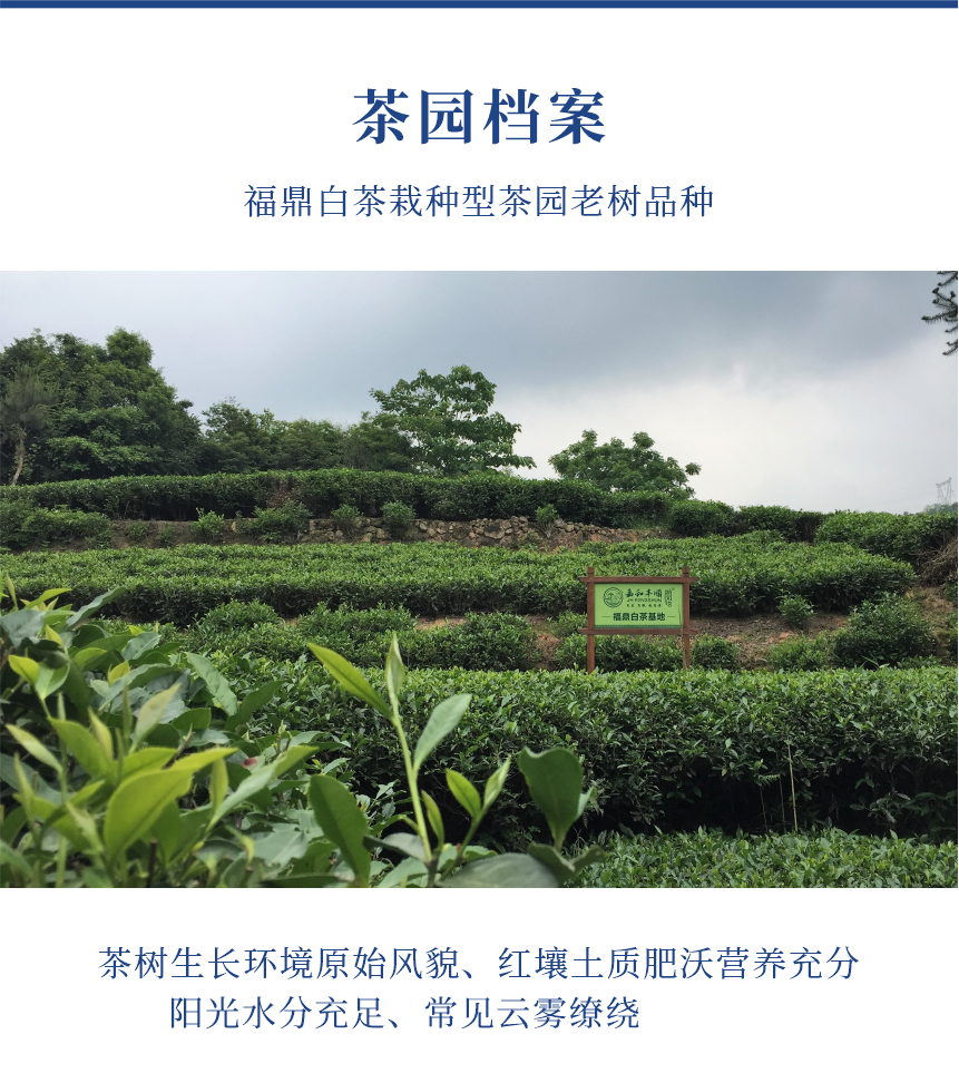 匠心-20至尊鳳毫-10-1.png