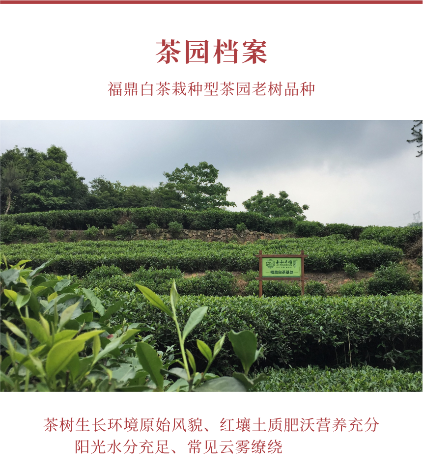 匠心-17秋露華香-10-1.png