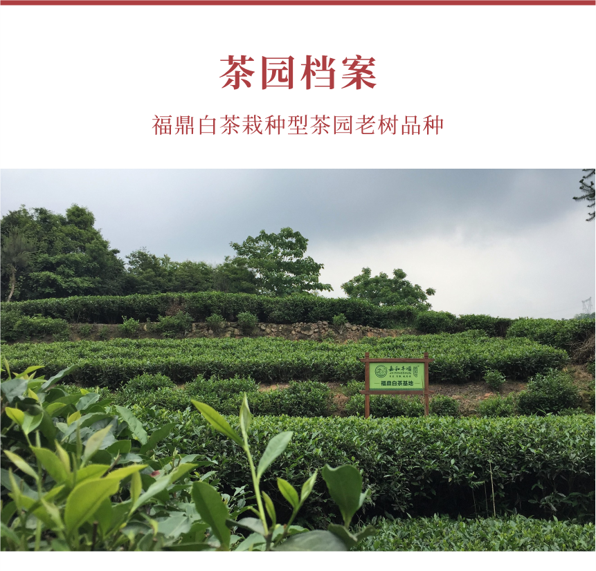 匠心-17秋露華香-典藏裝-10-1.png