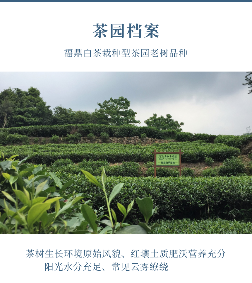 匠心-22天成國色-10-1.png