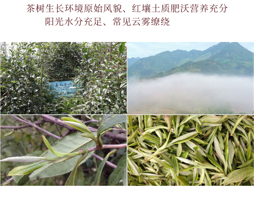 野山-15疊翠流金-10-2.png