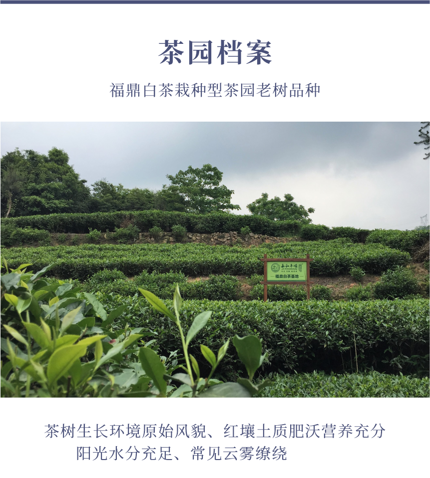 國禮-23天成國色-10-1.png